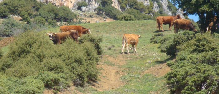 Αγελάδες ελευθέρας βοσκής Ανάβρα Μαγνησίας