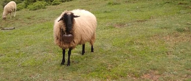 Πρόβατα ελευθέρας βοσκής - Ανάβρα Μαγνησίας